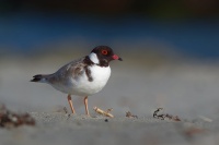 Kulik cernohlavy - Thinornis cucullatus - Hooded Plover o5064